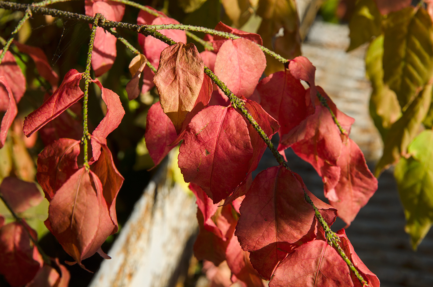 Изображение особи Euonymus verrucosus.