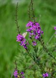 Lythrum virgatum. Соцветия с кормящейся бабочкой. Оренбургская обл., Саракташский р-н, хр. Карамурунтау, подножие лугового склона, берег ручья. 07.07.2023.