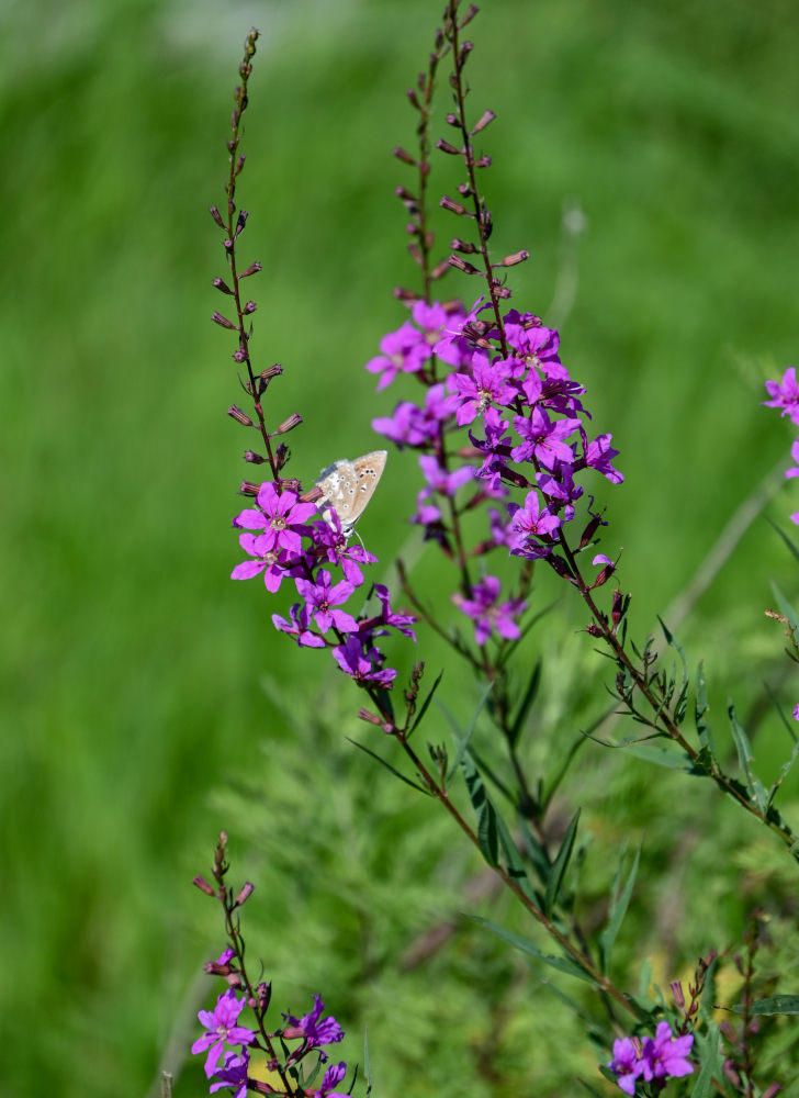 Изображение особи Lythrum salicaria.