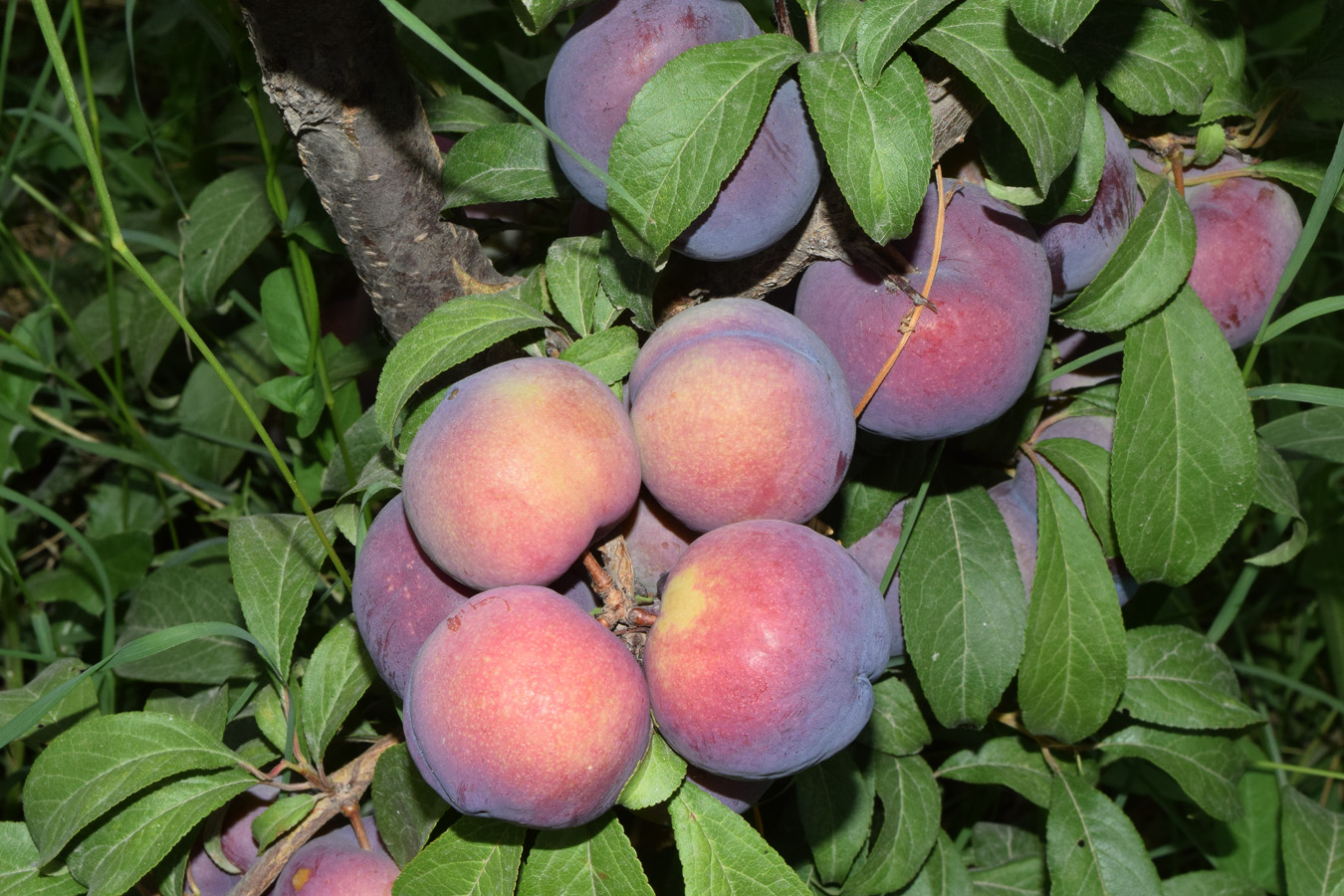 Image of Prunus domestica specimen.