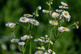 Erigeron annuus. Верхушки побегов с соцветиями. Московская обл., Одинцовский гор. округ, окр. дер. Аниково, луг. 18.08.2024.