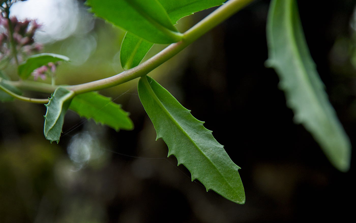 Изображение особи Hylotelephium triphyllum.