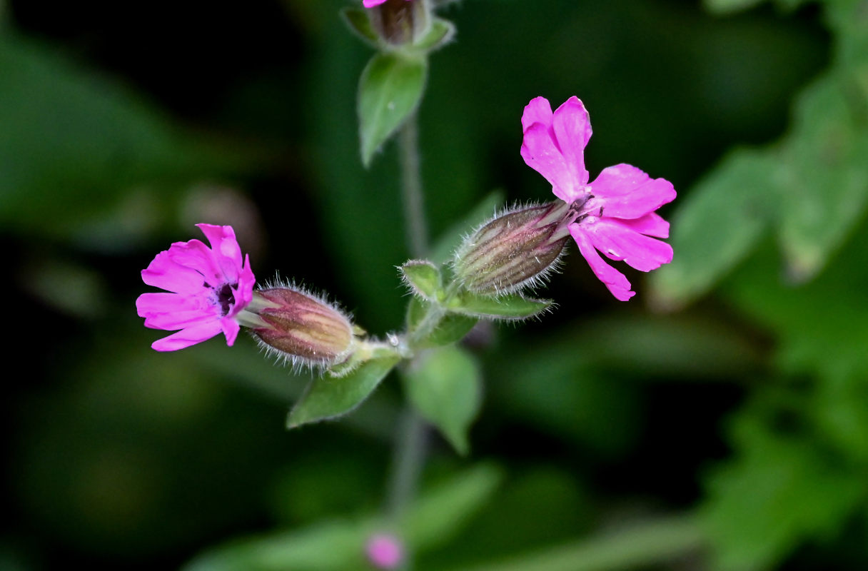 Изображение особи Melandrium dioicum.