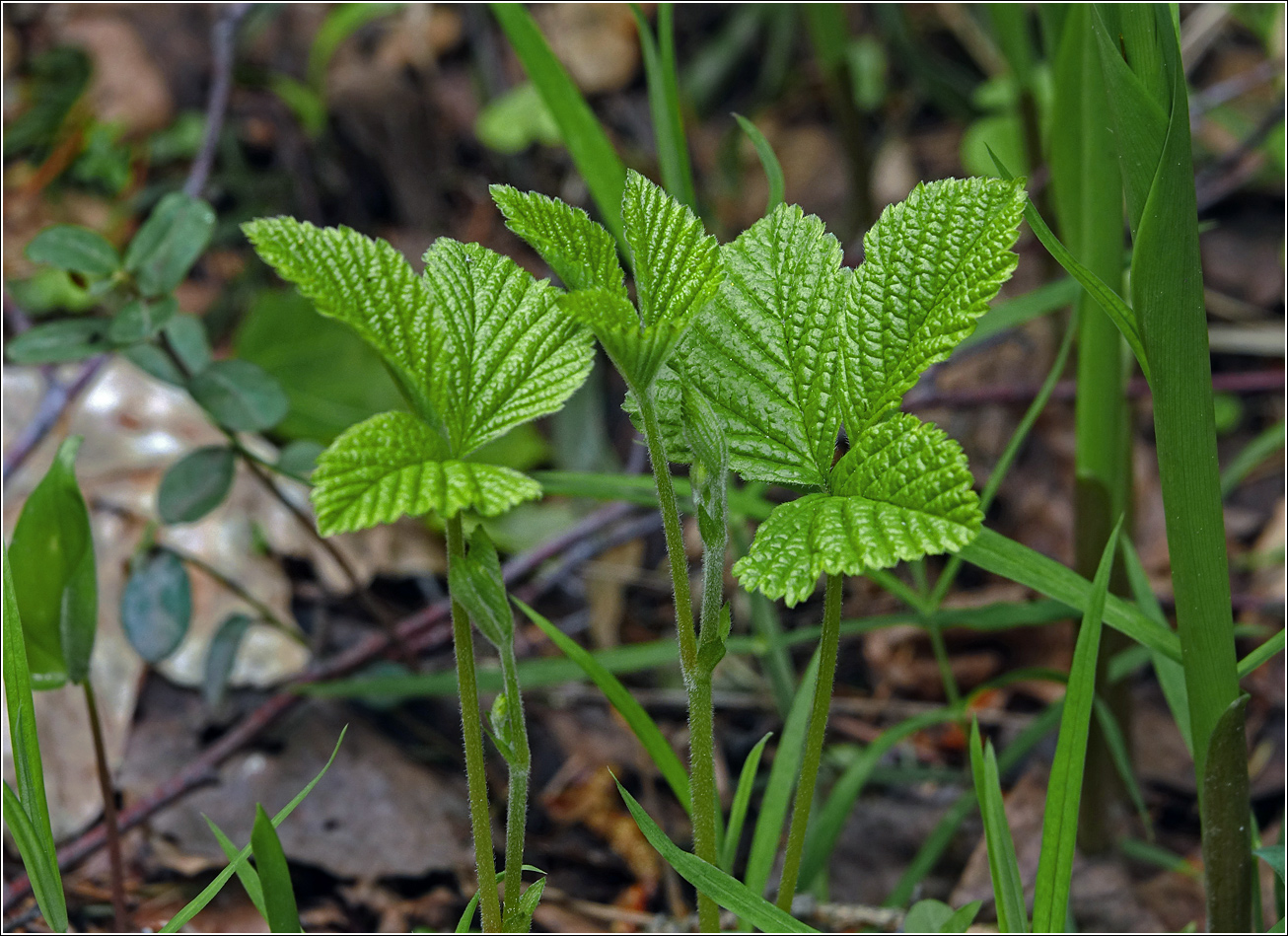 Image of Rubus saxatilis specimen.