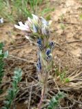 Oxytropis ornata. Соцветие. Казахстан, Туркестанская обл., Сырдарья-Туркестанский государственный региональный природный парк, Боралдайский филиал, ≈ 1150 м н.у.м., щебнисто-глинистый эродированный склон. 16.05.2024.