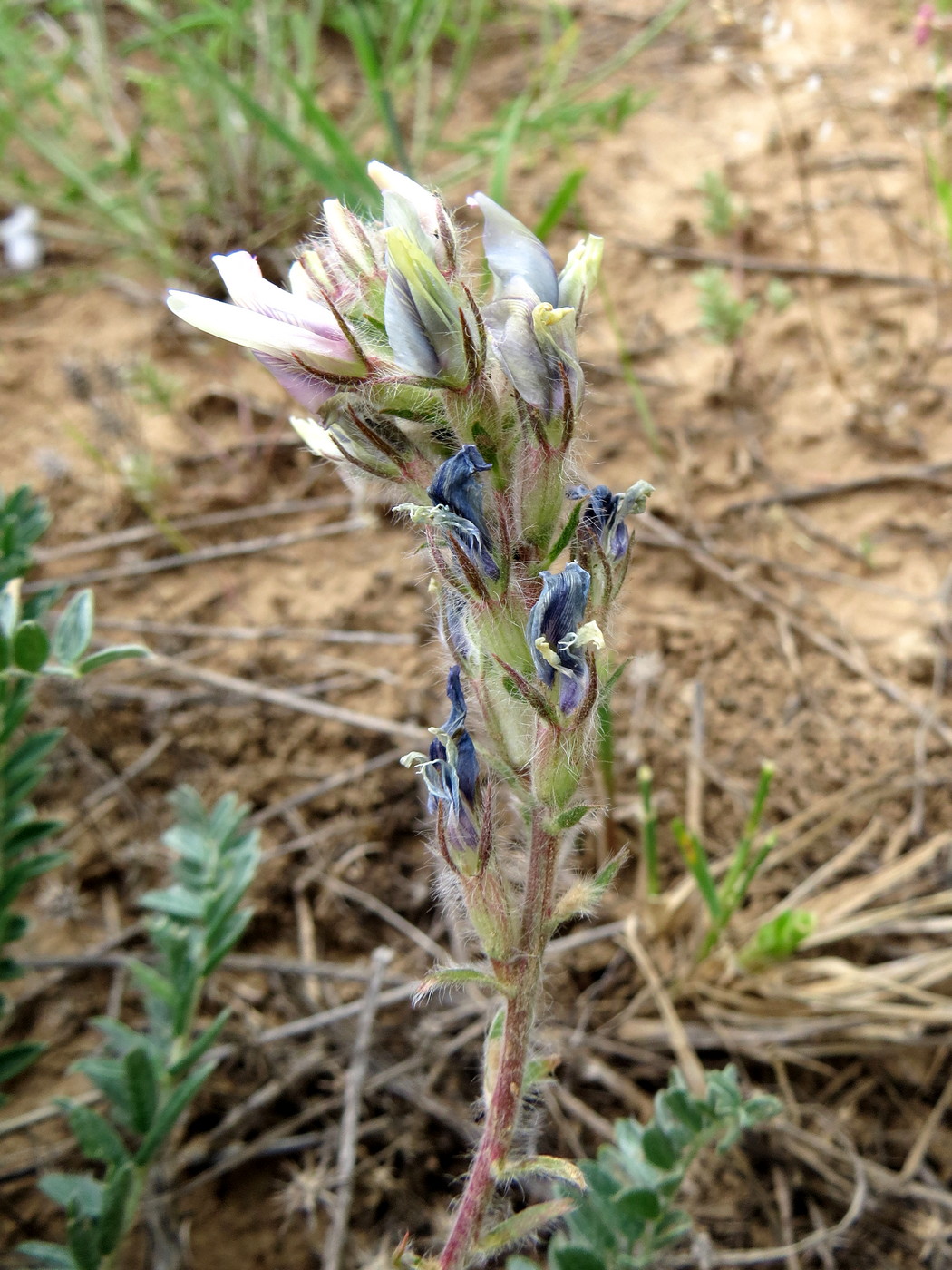 Изображение особи Oxytropis ornata.