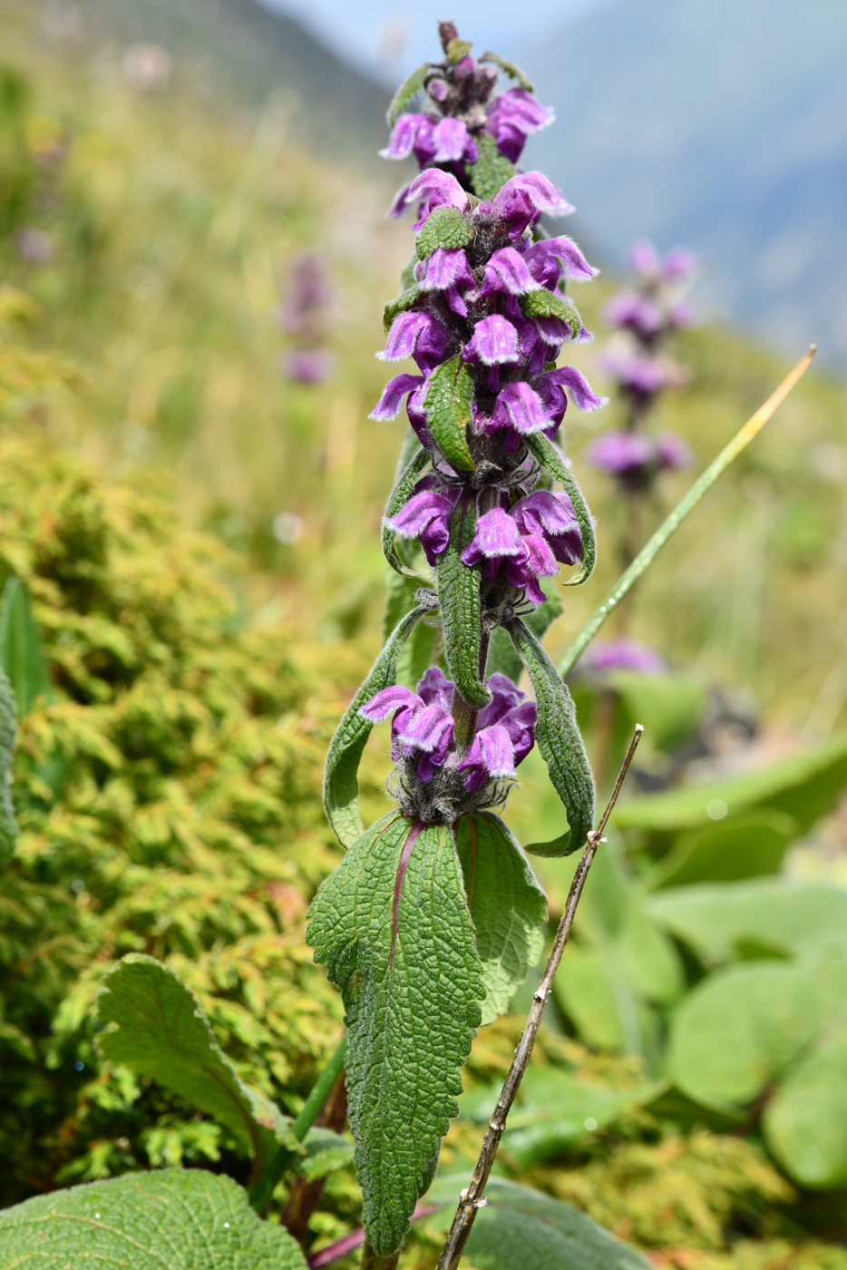 Image of Phlomoides oreophila specimen.