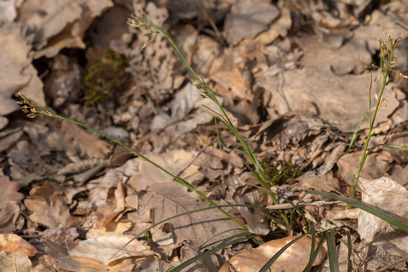 Image of Luzula forsteri specimen.