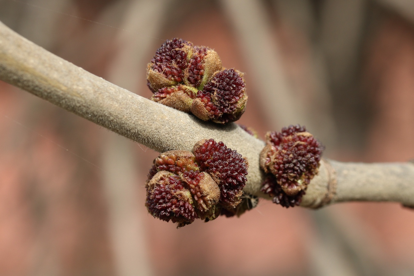 Image of Fraxinus pennsylvanica specimen.