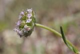 View full-size image Valerianella coronata