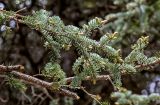 View full-size image Picea meyeri