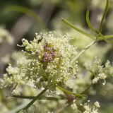 View full-size image Trinia multicaulis