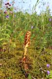 Смотреть изображение Orobanche bartlingii