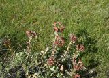View full-size image Euphorbia armena