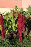 View full-size image Amaranthus caudatus