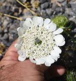 View full-size image Artedia squamata