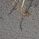 View full-size image Vicia nissoliana