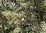 Cupressus sempervirens. Ветви с молодыми и прошлогодними шишками. Италия, Тоскана, Монте-Арджентарио. 11.04.2011.