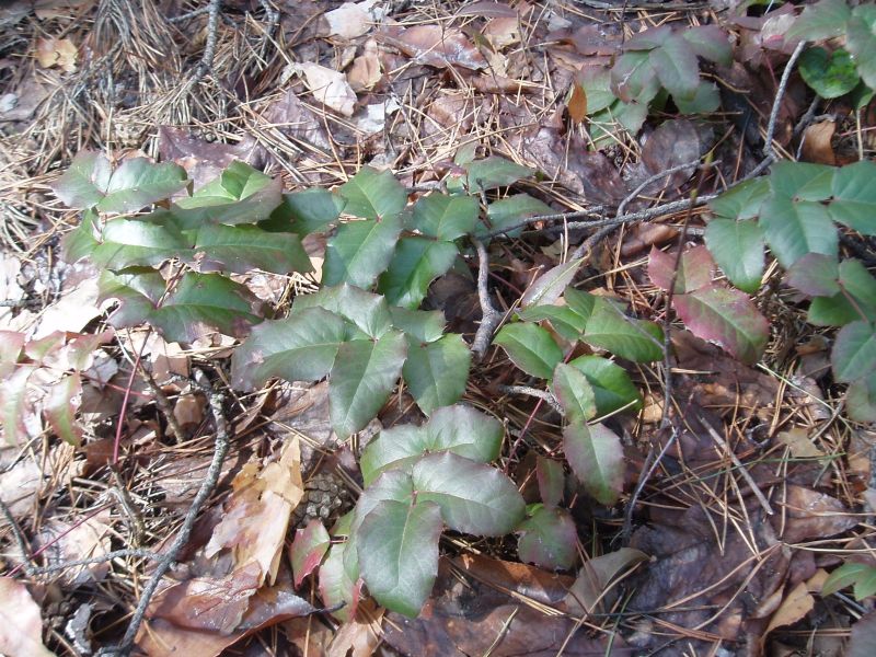 Изображение особи Mahonia aquifolium.