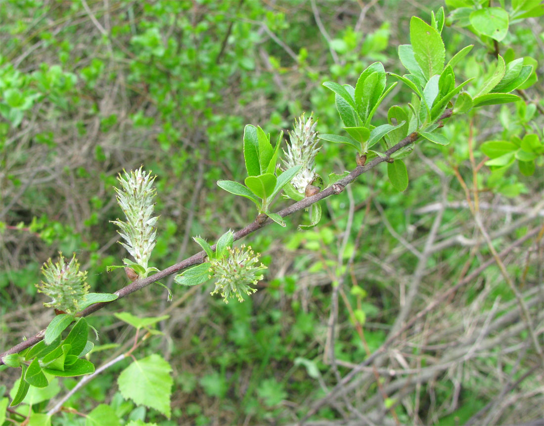 Изображение особи Salix starkeana.