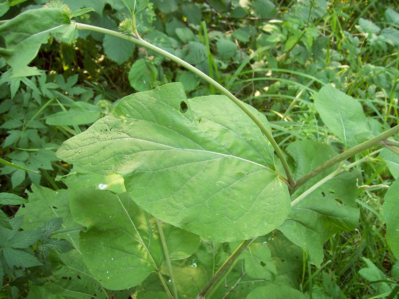 Image of Arctium nemorosum specimen.