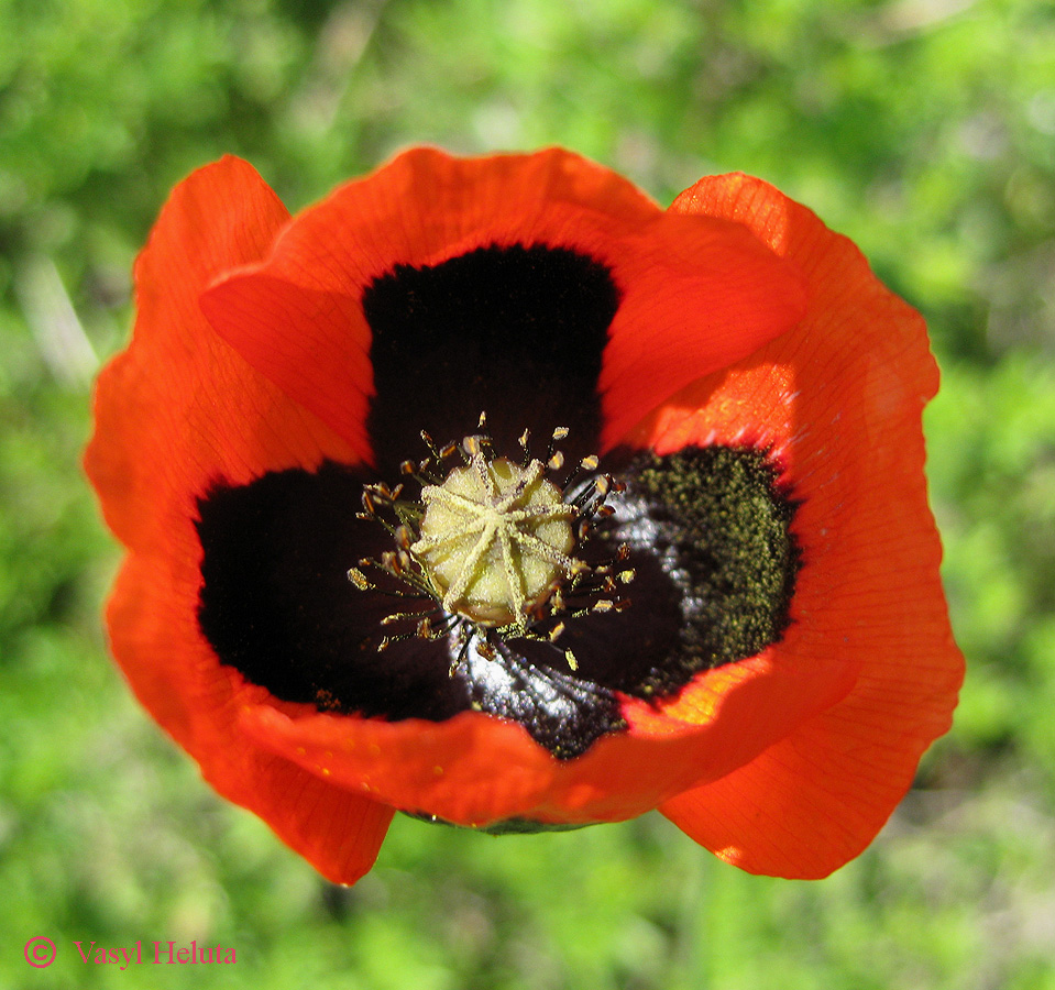 Image of Papaver stevenianum specimen.