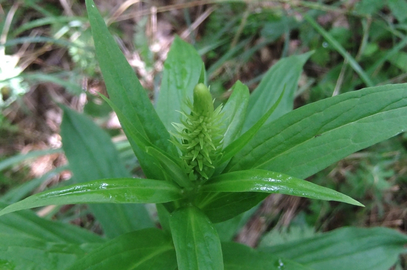 Изображение особи Digitalis schischkinii.