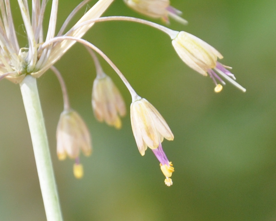 Image of Allium paczoskianum specimen.