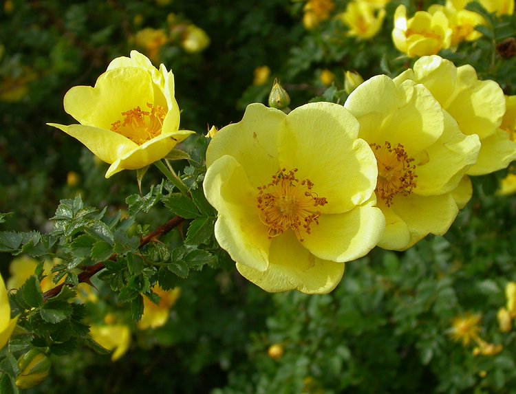 Image of Rosa platyacantha specimen.