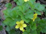 Waldsteinia subspecies maximowicziana