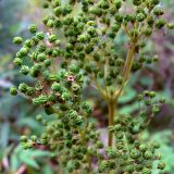 Filipendula ulmaria. Часть соплодия. Свердловская обл., окр. г. Североуральск, южная окраина Колонгинского водохранилища, открытое пространство в сосново-еловом лесу. 14.08.2011.