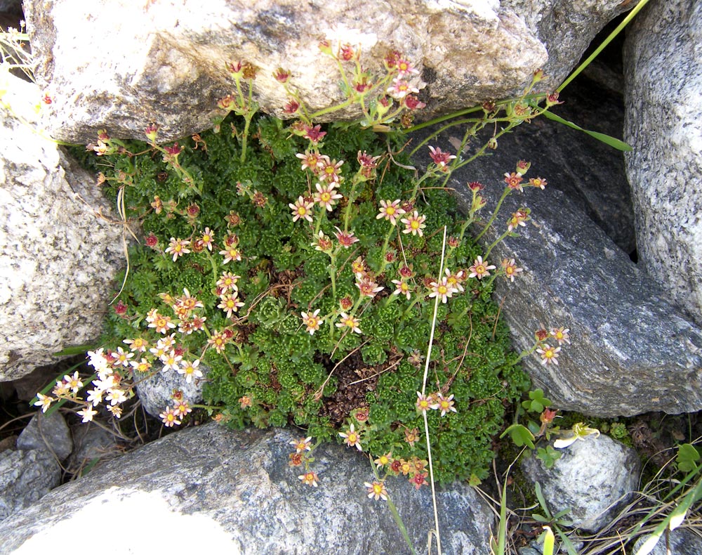 Image of Saxifraga adenophora specimen.