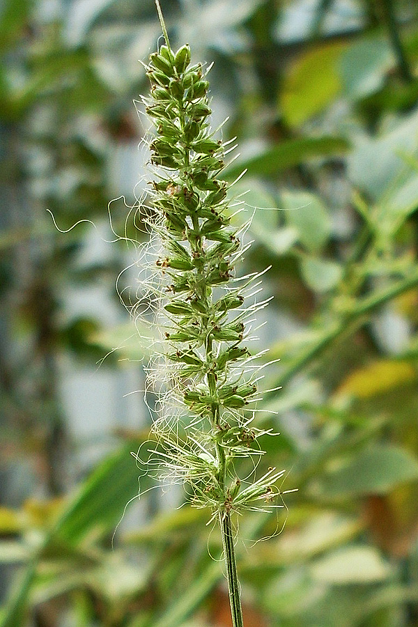 Image of Setaria verticillata specimen.