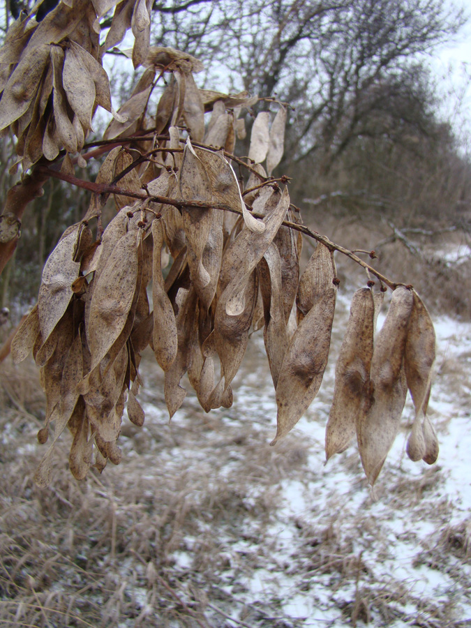 Изображение особи Ailanthus altissima.