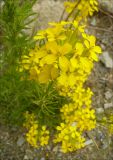 Erysimum callicarpum. Соцветия. Краснодарский край, Черноморское побережье Кавказа, Новороссийск, близ мыса Шесхарис, щебнистый склон. 9 мая 2011 г.