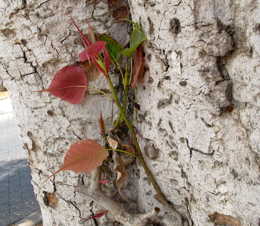 Изображение особи Ficus religiosa.