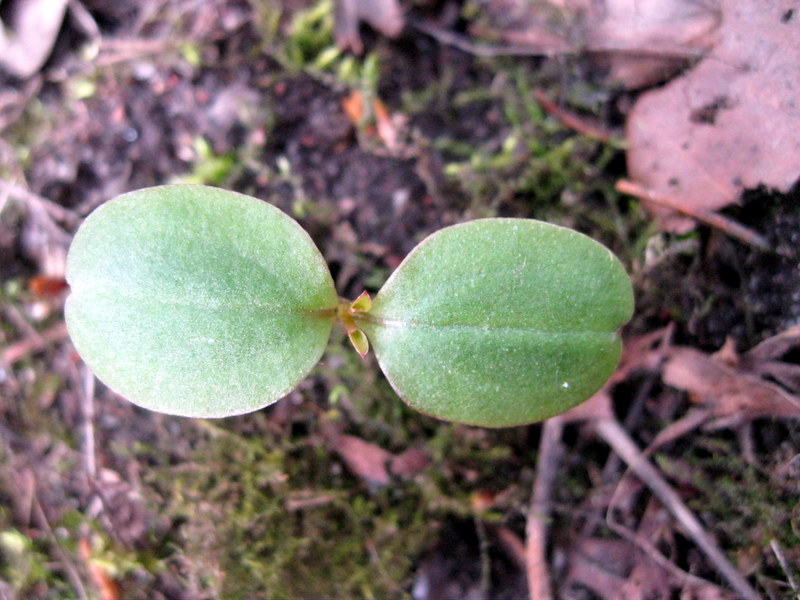 Изображение особи род Impatiens.