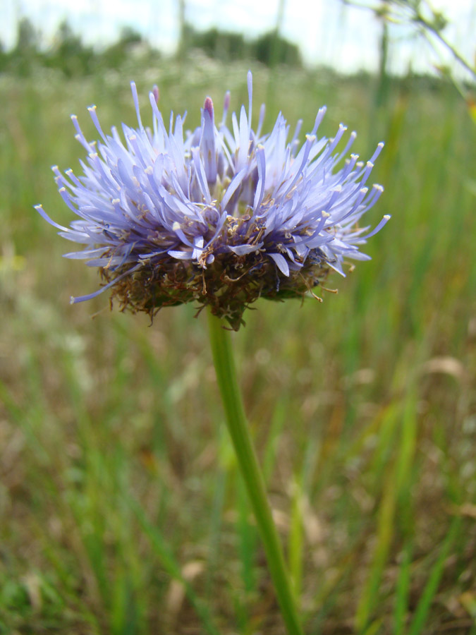 Image of Jasione montana specimen.