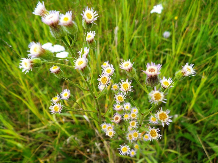 Изображение особи Erigeron acris.