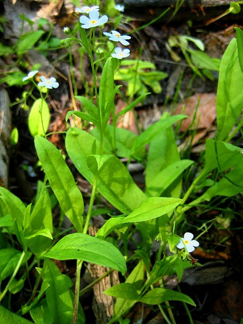 Изображение особи Myosotis cespitosa.