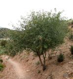 Acer pubescens. Плодоносящее дерево. Туркменистан, хребет Кугитанг. Июнь 2012 г.