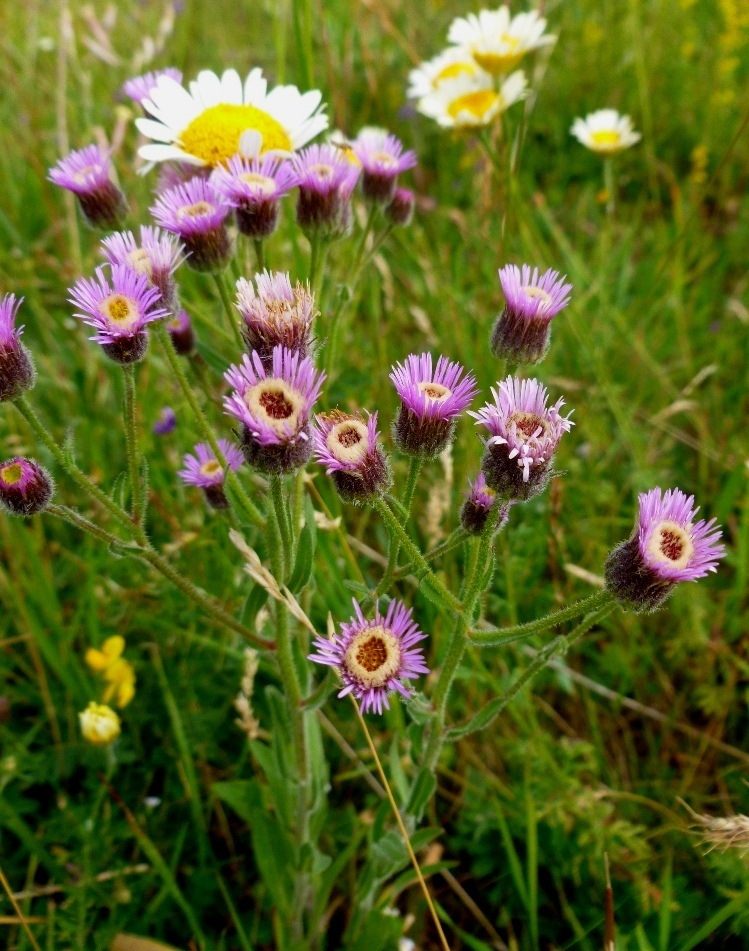 Image of Erigeron orientalis specimen.