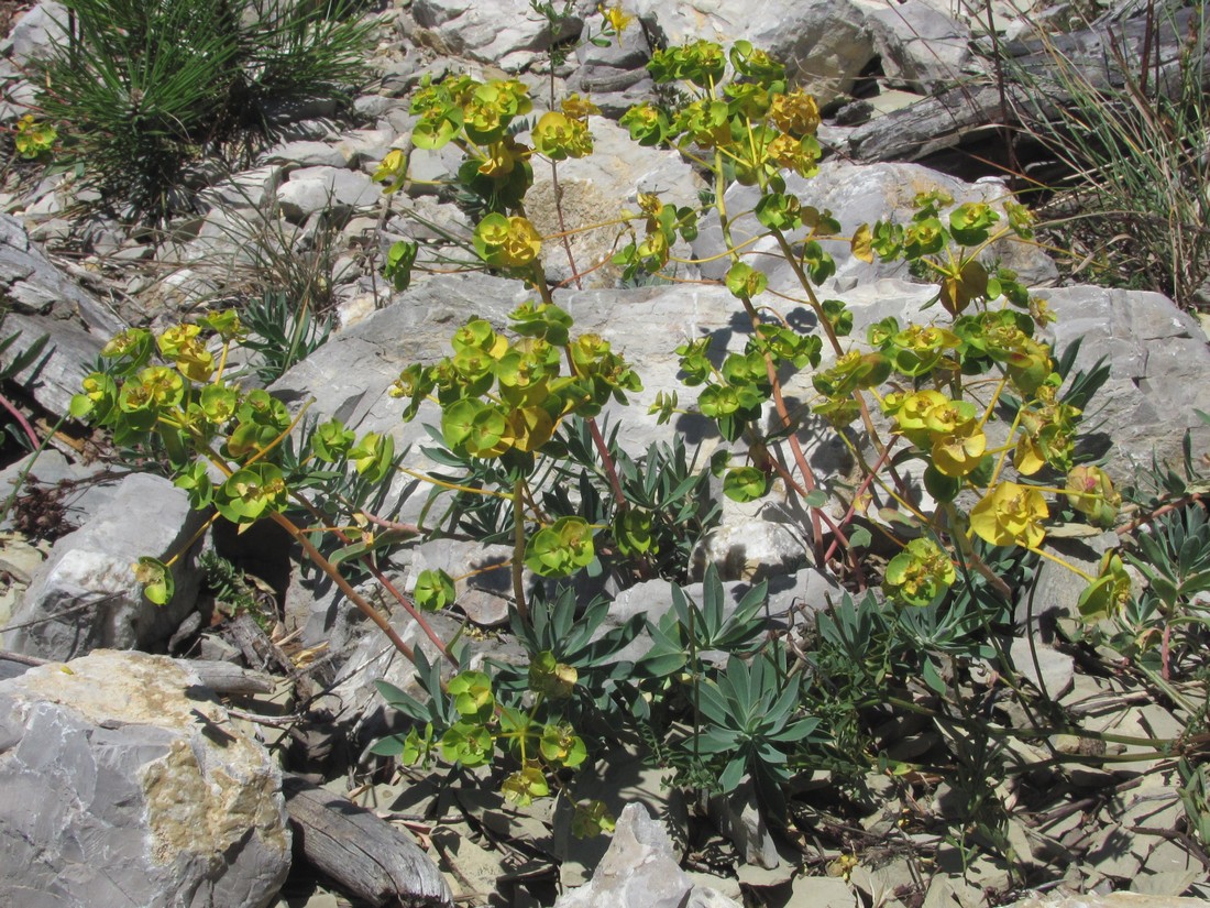 Изображение особи род Euphorbia.