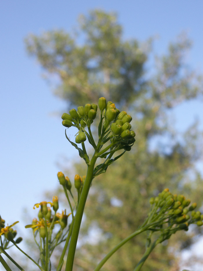 Изображение особи Senecio macrophyllus.