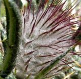 Cirsium подвид giraudiasii