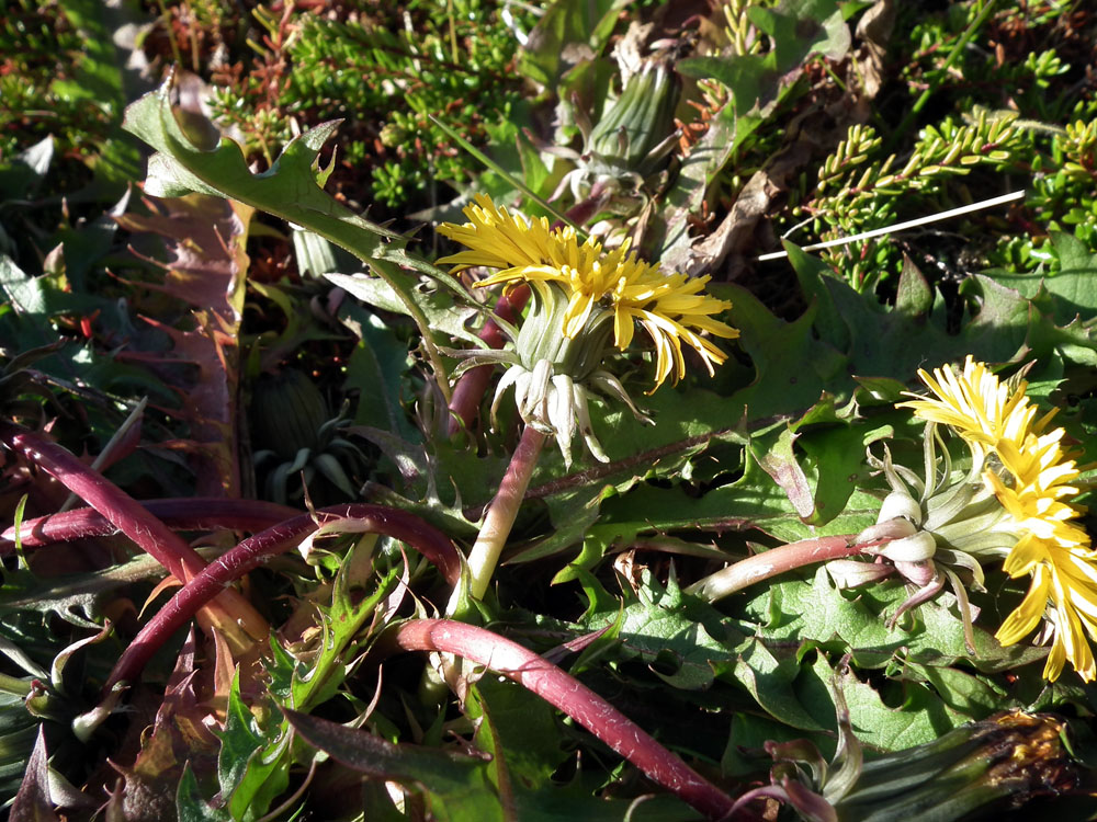 Изображение особи род Taraxacum.