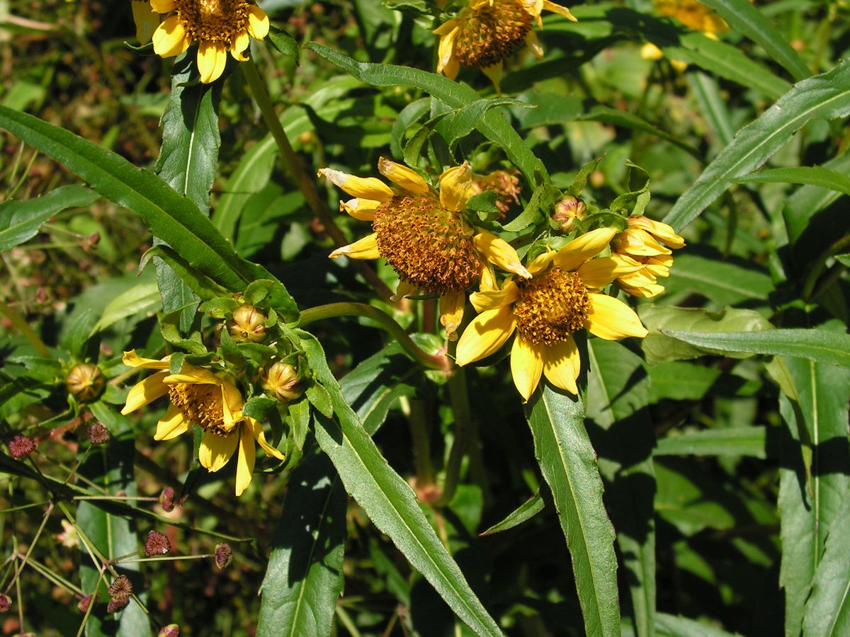 Изображение особи Bidens cernua var. radiata.