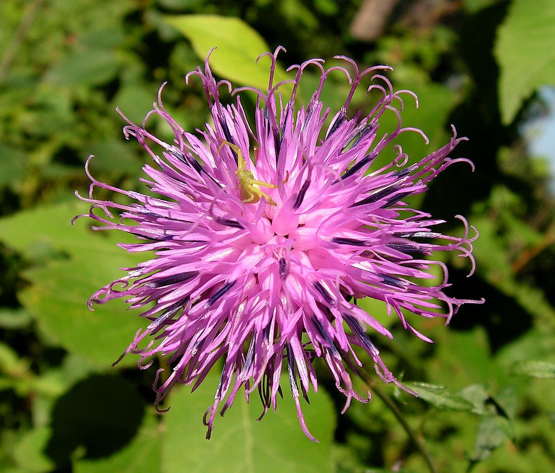 Image of Serratula manshurica specimen.