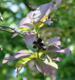 Stewartia pseudocamellia. Верхушка побега с высохшим плодом. Германия, г. Krefeld, ботанический сад. 16.09.2012.