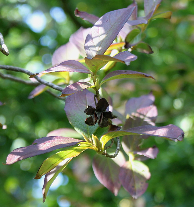 Image of Stewartia pseudocamellia specimen.